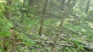 Пошли грибы. Ищем зверя. Неизвестная ягода.