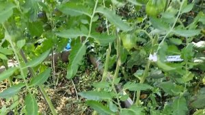 Уход за томатами в открытом грунте в августе.Каменск-Уральский 04.08.2025.