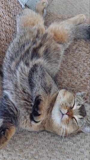 (Сделайте потише (Громко) Марсик :3