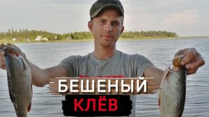 Донка на крупного язя и окуня.Рыбалка на реке Свидь.