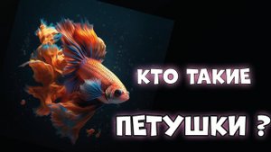 Кто такие аквариумные рыбки - ПЕТУШКИ?
