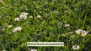 Клевер ползучий (клевер белый или кашка белая) (титры, зак. текст + музыка) рубрика Расскажите детям