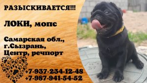 Пропала собака! ЛОКИ, мопс. Самарская обл., г.Сызрань.