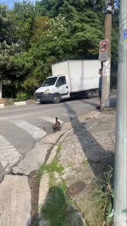 5.mp4