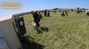 Соревнования борзых собак "Быкова гора", Тамбовская область