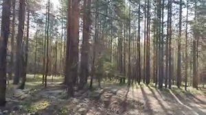 Лес в Карелии