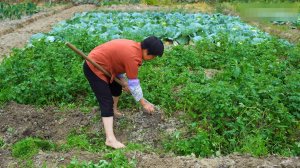 Бабушка из Минху - Одним взмахом лопаты выкопал целую грядку картошки