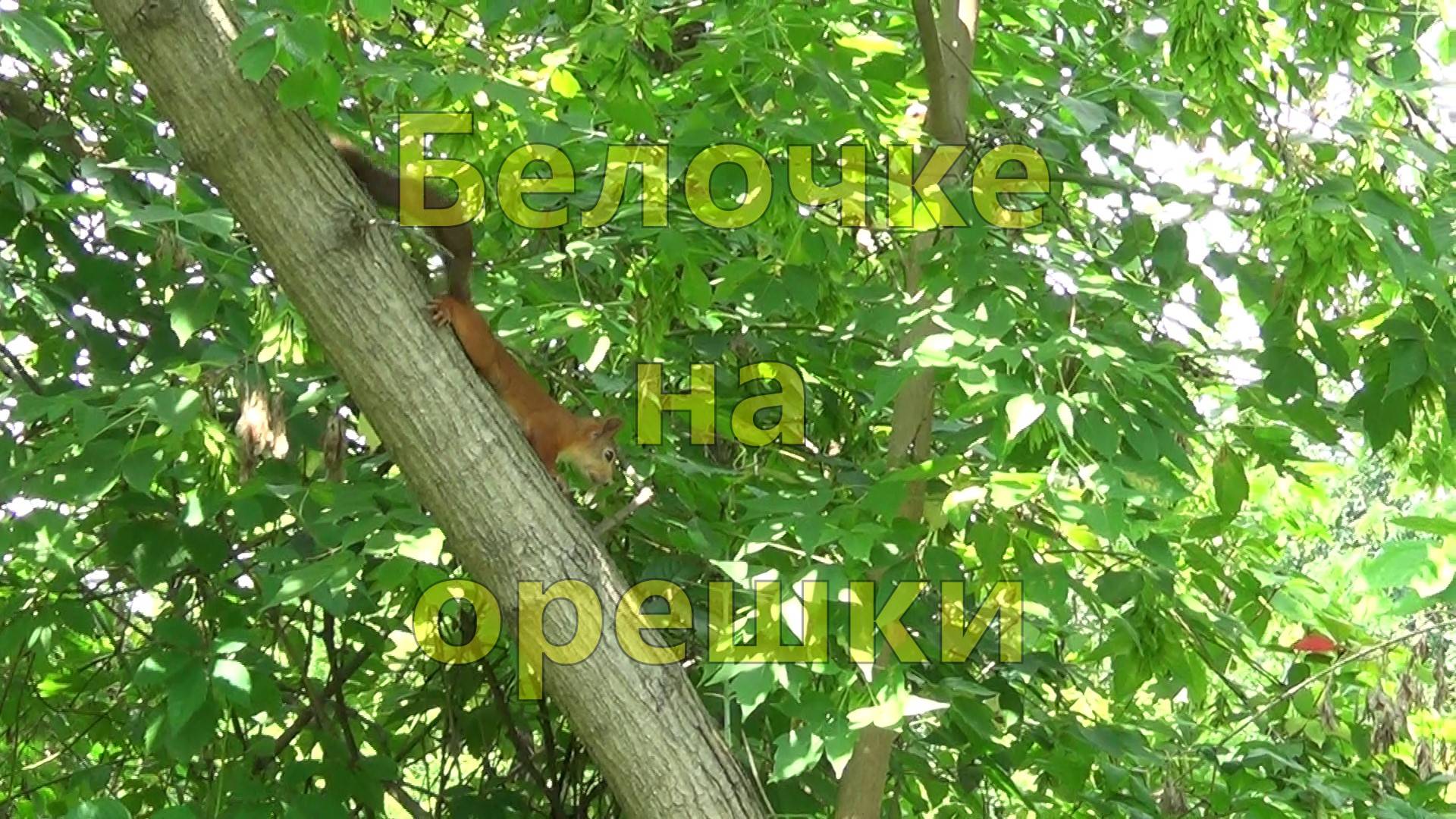Белочка