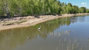 Охотничьи будни серой цапли