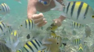 Подводный мир отеля Charmillion Gardens. 5 метров от берега моря.