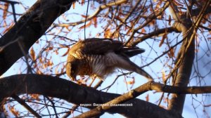 Все в лес: тетеревятник, он же голубятник
