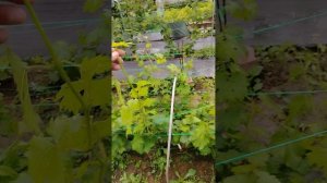 Обработка на винограднике на 04.08.2025