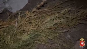 В Севастополе полицейские изъяли у наркоагронома 748 кустов конопли и более полукилограмма марихуаны