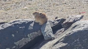 Тархутинский мегалитический комплекс, "Кабай - Таш", Горный Алтай, 2025