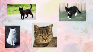 сделай своего котика мечты!!!💕