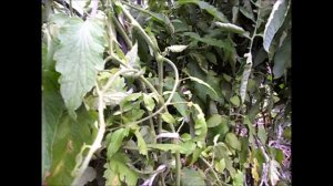 Помидоры АБАКАНСКИЙ РОЗОВЫЙ