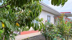 Большой дом на большом участке с очень большим фруктовым садом