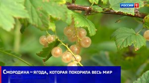 Смородина – ягода, которая покорила весь мир
