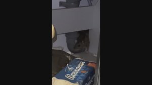 Альтернатива бетону: Керамзит против крыс в стояке. Экстренный тест-драйв! (Разборный короб).