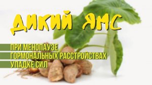 Что такое дикий ямс? Прием дикого ямса