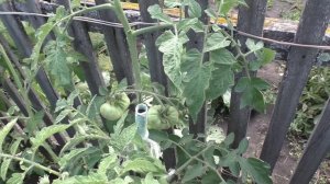 Обрезка верхушек помидоров