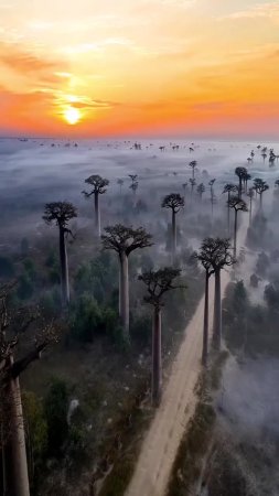 📍Утро на Мадагаскаре. 🇲🇬