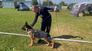 БЕБИ КОБЕЛИ / КЧК КОТЛАС 26 июля`25 А.Буйнова Моно немецких овчарок