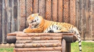 У всеобщего любимца амурского тигра Жигера появился единственный опекун