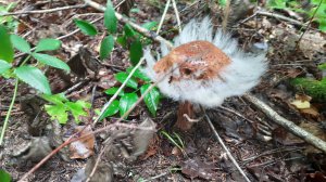 2 августа. За грибами.