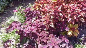 Разноцветные колеусы на садовой клумбе