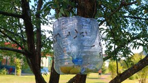 Спасаем груши от Ос. Делаем ловушку своими руками.