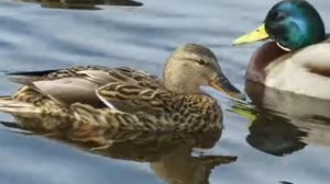 Я ПОМНЮ ДАВНО УЧИЛИ МЕНЯ ОТЕЦ МОЙ и МАТЬ...