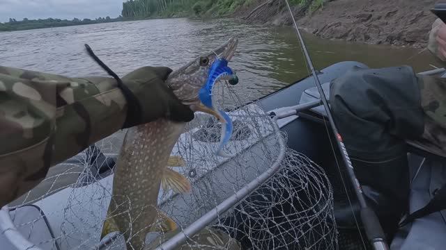 🔺️🎣ДОЛГОЖДАННАЯ🎣🔺️fishing #туризм#природа#ловля#рыбалка #щука#ловлящуки#ночевка#Чулым#река#