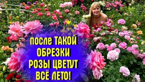 НЕ СОВЕРШАЙТЕ ОШИБОК! Как правильно обрезать розы летом после первой волны цветения.
