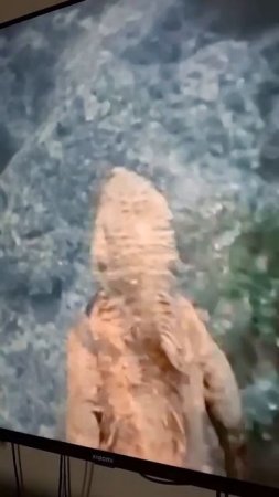 🤪🤣Жаркие танцы под водой🤣 #смешныеживотные #смешныевидео #смешныемоменты