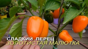 Сладкий перец ЗОЛОТИСТАЯ МАЛЮТКА. Обзор сортов ПЕРЦА!