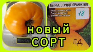 Помидоры в теплице. Бычье сердце Оранж БИГ! 🤔