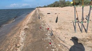 Ловля пеленгаса 2025 Темрюкский район + обзор на снасти