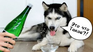 Мои собаки впервые пробует газированную воду!