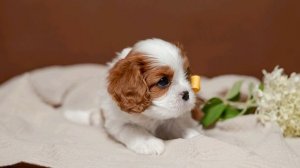 📞+7 918 974-46-90 Щенки Кавалер Кинг Чарльз спаниель ✍️ Заводчик Елена Рипа 📍 Краснодар