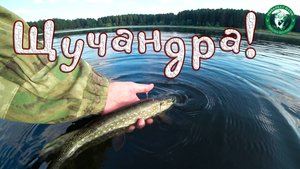 ЩУКА СХВАТИЛА БЛЕСНУ У НОГ, ПОДПИСЧИКИ, ЛОВИМ В БРОДНЯХ НА ПРУДУ У ДОМА В АВГУСТЕ, РЫБАЛКА НА УРАЛЕ!