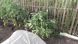 На участке после ночной грозы