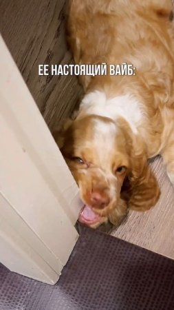 Так веселее😜🐶#животные