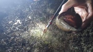 ПОДВОДНЫЙ ЖИВОТНЫЙ МИР В ВАТАМУ, КЕНИЯ, КОРАЛЛОВЫЙ РИФ НА ОТЛИВЕ, МОРСКИЕ ЕЖИ, ЗВЁЗДЫ, РЫБА-ШАР И ТД