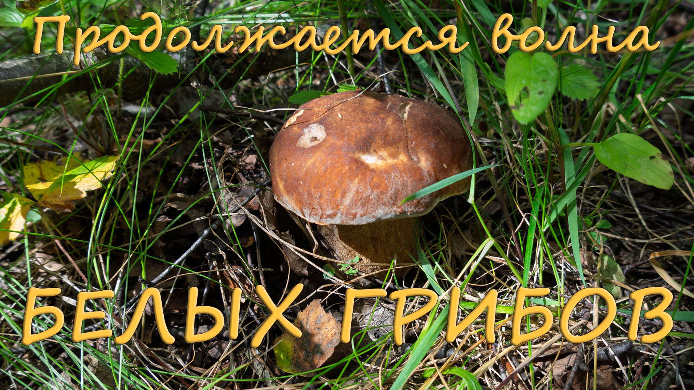 По грибы 2025! Волна белых грибов продолжается! смотреть онлайн