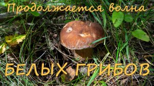 По грибы 2025! Волна белых грибов продолжается!