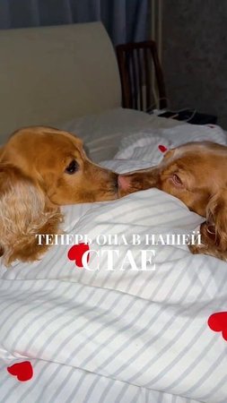 Теперь мы большая стая🩷🐶 #животные