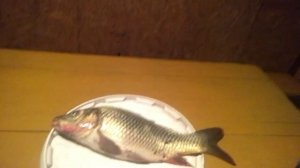 Карп после дождя...