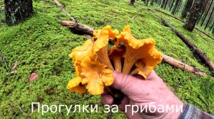 Прогулки за грибами.  Во мховом лесу лисичек много, но они растут местами.