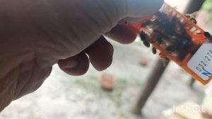 Подсадка маток.